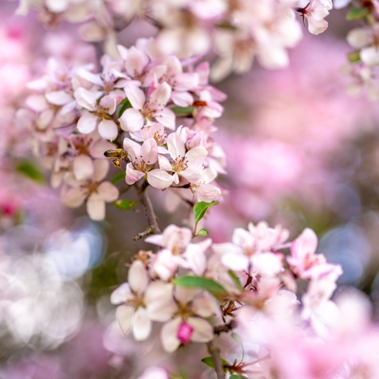 Maple Tree Montessori 